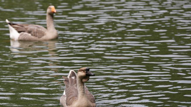 El humedal El Retiro había cerca de 60 patos