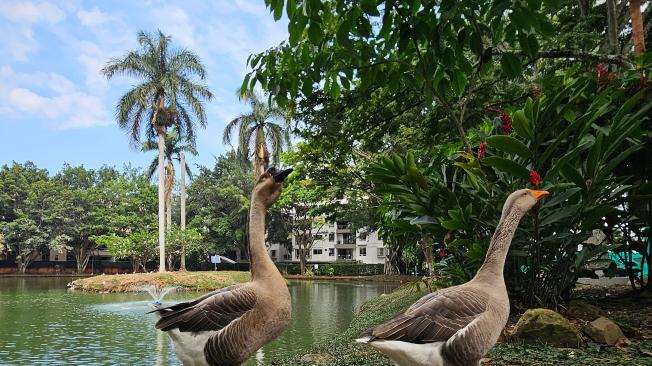 El humedal El Retiro había cerca de 60 patos