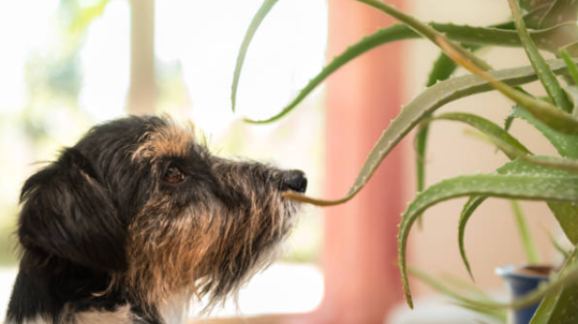 Los componentes de las plantas pueden desencadenar reacciones tóxicas.