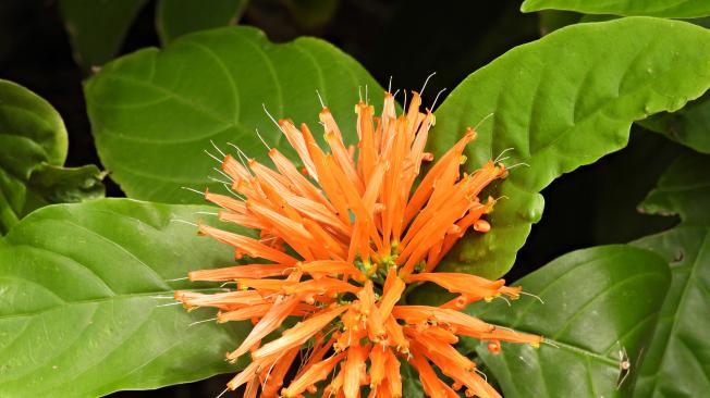 Esta planta podría ayudar a prevenir el cáncer.