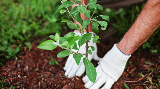 La Jardinería implica cuidar las plantas.
