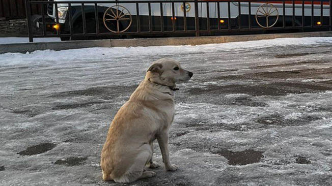 Belka esperando a su amo.