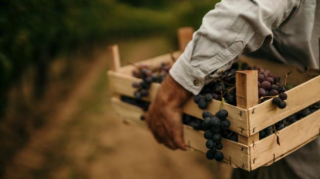 Las uvas son rica en fibra y potasio.