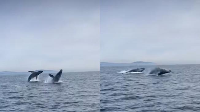 Dos ballenas jorobadas sorprendieron en California.