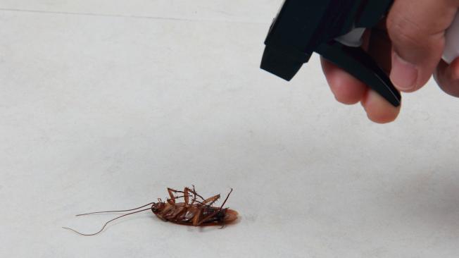 Las cucarachas son una de las plagas más comunes y persistentes en los hogares.
