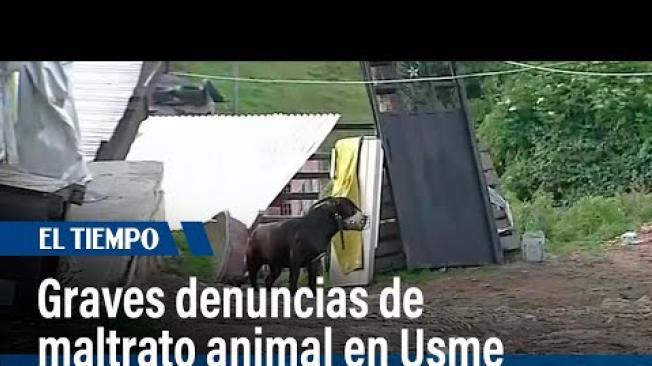 Denuncias por maltrato animal y riesgos para transeúntes en Usme