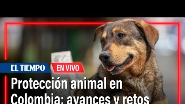 Protección animal en Colombia: avances, retos y lo que viene, habla la senadora Andrea Padilla