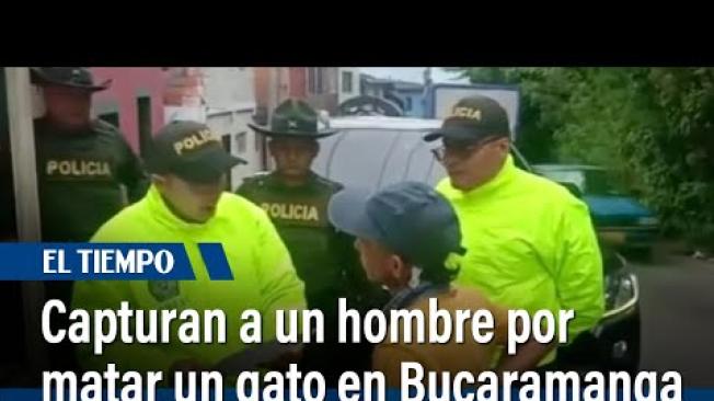 En un hecho sin precedentes, se produjo en Colombia la primera captura por un delito contra la vida de un animal. El acusado, señalado de matar a un gato en Bucaramanga, permanecerá recluido mientras avanza el proceso judicial.