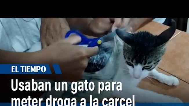 Los guardias de una cárcel de Costa Rica atraparon a un gato mientras ingresaba de noche a la prisión con drogas adheridas a su cuerpo