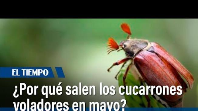 Durante mayo, es común ver cucarrones gigantes volando por varias regiones de Colombia. La Secretaría de Ambiente explica que las lluvias de esta época estimulan su aparición.