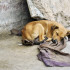 La Policía investiga el caso de un perro que fue encontrado descarnado en Antioquia.