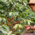 La Federación Nacional de Cafeteros destinó a los caficultores restituidos del Valle del Cauca, US$100.000 otorgados por la compañía tostadora y distribuidora de café japonesa, Ajinomoto AGF.