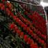 La maratónica operación para transportar 14.000 toneladas de flores desde Colombia a Estados Unidos para San Valentín