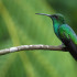 El colibrí es una de las aves destacadas.