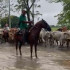 Rescatan ganado de las inundaciones en La Mojana
