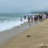 En Casagrande, zona costera al norte del departamento del Magdalena, se liberaron 90 tortugas carey y 110 caguamas.