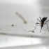 El mosquito 'Aeades aegypty', transmisor del virus del zika.