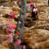 La agroindustria avícola consume al año no menos de tres millones de toneladas de maíz.
