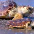 La tortuga boba (Caretta caretta), también conocida como tortugua caguama, cayume, o cabezona, es una especie de 
tortuga marina que pertenece a la familia Cheloniidae. Habita en el océano Atlántico, Pacífico e Índico, así como el Mediterráneo.