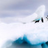 Investigadores estudian desde 2010 una colonia de 18.000 parejas de pingüinos Adelia del este de la Antártida.