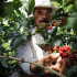 La producción colombiana de café cayó un 14,5% interanual en septiembre: 1,05 millones de sacos de 60 kilos, por el desarrollo tardío de los frutos debido a una menor luminosidad por el mal clima, informó la Federación Nacional de Cafeteros. En septiembre del 2017 la cosecha de Colombia, el primer productor mundial de café arábigo lavado, superó los 1,22 millones de sacos.