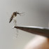 El mosquito Aedes aegypti es el principal transmisor de enfermedades como dengue o zika.