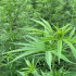 En Quindío se plantarán 200 hectáreas de cannabis medicinal.