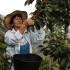 En el Valle se estiman 62.968 hectáreas sembradas de café,  16.768 de ellas, cultivadas por mujeres.