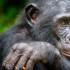 Los bonobos son una especie del género chimpance y comparten el 98% de su ADN con los seres humanos.