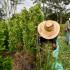 Durante el 2018 fueron detectadas 208.000 hectáreas sembradas con coca, una leve reducción frente a los 209.000 que contabilizaron los estadounidenses en el 2017.