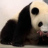 La osa panda Meng Meng dio a luz a dos oseznos en el zoológico de Berlín.