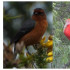 El grupo de  Monitoreo de Biodiversidad de la Secretaría de Ambiente anunció la visita de estas dos aves migratorias.