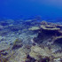La Gran Barrera de Coral, que se extiende a lo largo de 2.300 kilómetros frente a las costas del noreste de Australia, perdió más de la mitad de sus corales desde 1995 a raíz del calentamiento de las agua.