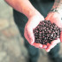 El café en grano garantiza mejores propiedades hasta el momento en que es molido.