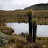 Parque Natural los Nevados