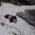 La pareja de pandas descubre lo divertida que es la nieve.