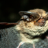 Nueva especie de murciélago pardo orejudo del género Histiotus.