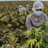 Cannabis para uso medicinal, un mercado en crecimiento en Colombia