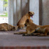 El Centro de Protección de Animales será el lugar para acoger y tratar a los animales callejeros de Barranquilla.