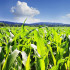 Algunos cultivos de maíz son genéticamente modificados para hacerlos más resistentes a las plagas.