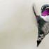 Un fotográfo amateur bogotano ha registrado estas hermosas aves durante los últimos cinco años. Bocas presenta sus fotos.