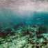 Los corales muertos se encuentran en el fondo del océano en el Estrecho de Florida, cerca de Cayo Largo, Florida.