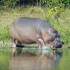 Hipopótamos de la Hacienda Nápoles.