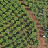 En 2020 se detectaron 143.000 hectáreas sembradas con matas de coca en el país.