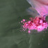 El tusibí es comercializado en forma de polvo rosado.
