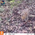 Con cámaras trampa han logrado monitorear al Leopardus tigrinus en varios municipios.