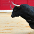 Un toro, casi muerto, se levantó y le propinó corneadas mortales al carnicero, Santiago López