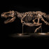 El esqueleto de 'Shen' será subastado Singapur y Hong Kong por la casa de arte Christie's.