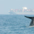 La ballena azul puede llegar a medir hasta 30 metros de largo y pesar 180 toneladas.