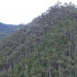 265 especies de flora y fauna están asociadas a los bosques de palma de cera.